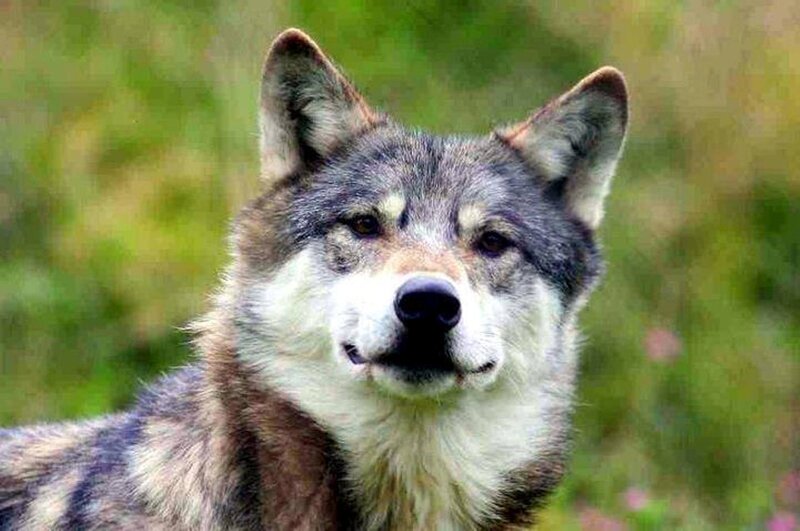 Wolf in Grass — Gray, Calm
