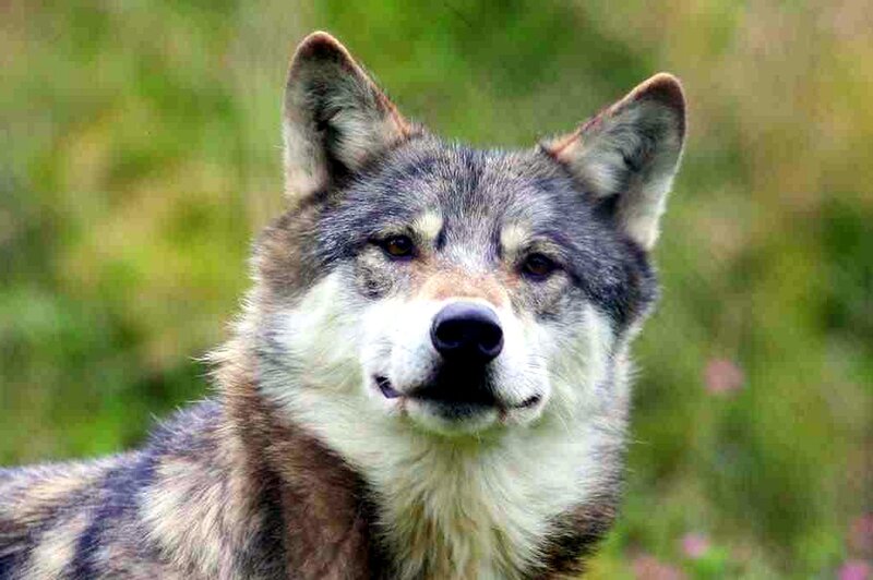 Wolf in Grass — Gray