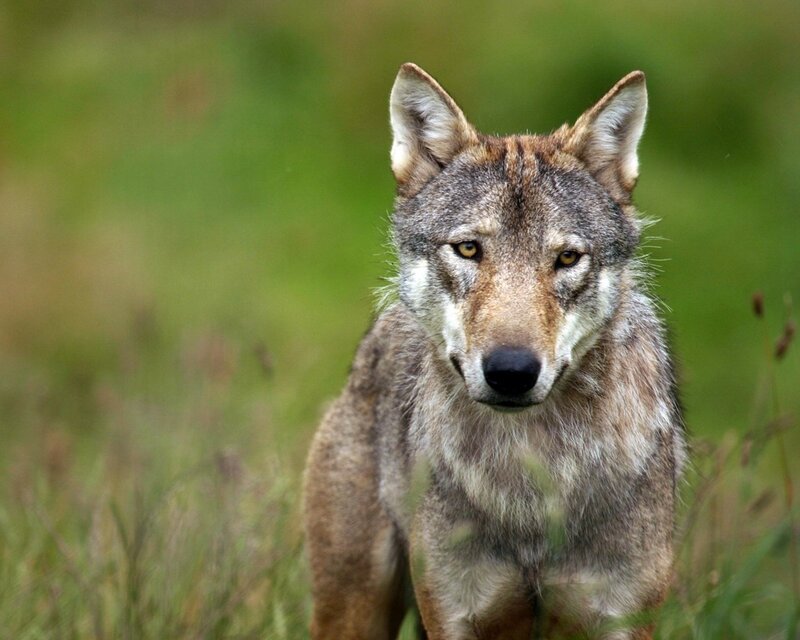 Wolf in Grass — Green, Alert, Afternoon