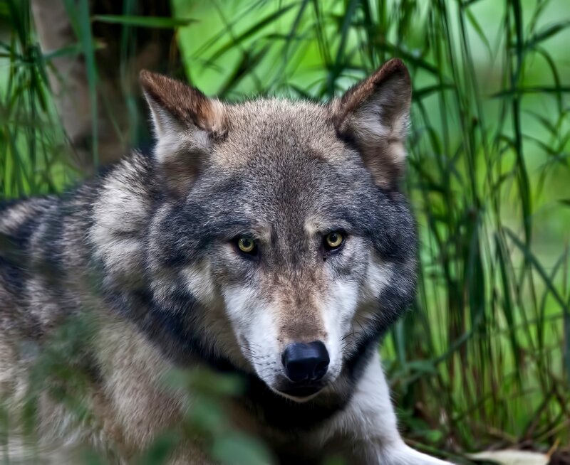 Wolf in Grass — Green, Alert, Photograph