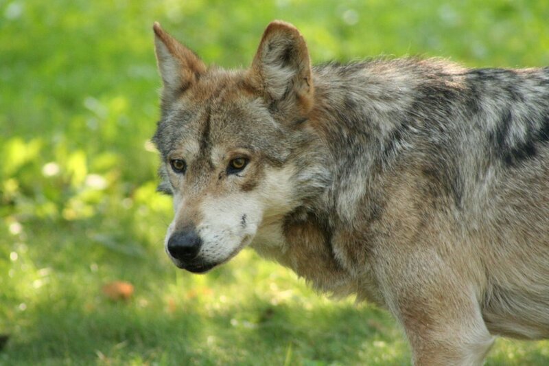 Wolf in Grass — Green, Alert