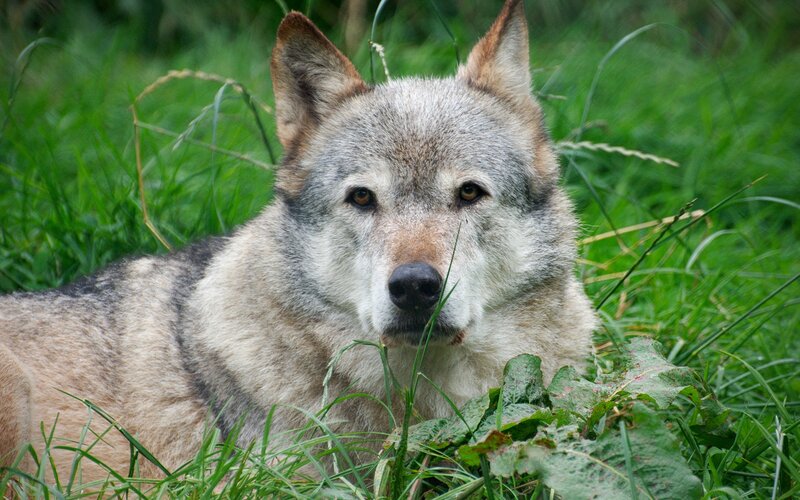 Wolf in Grass — Green, Calm, Afternoon
