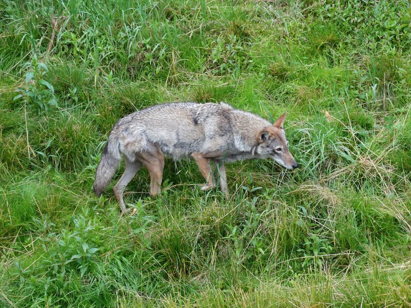 Wolf in Grass — Green, Natural, Afternoon, Photograph