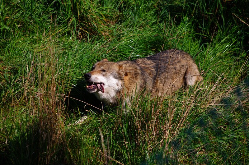 Wolf in Grass — Green, Natural, Afternoon