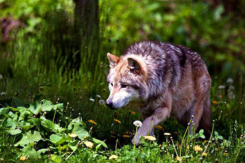 Wolf in Grass — Green, Natural