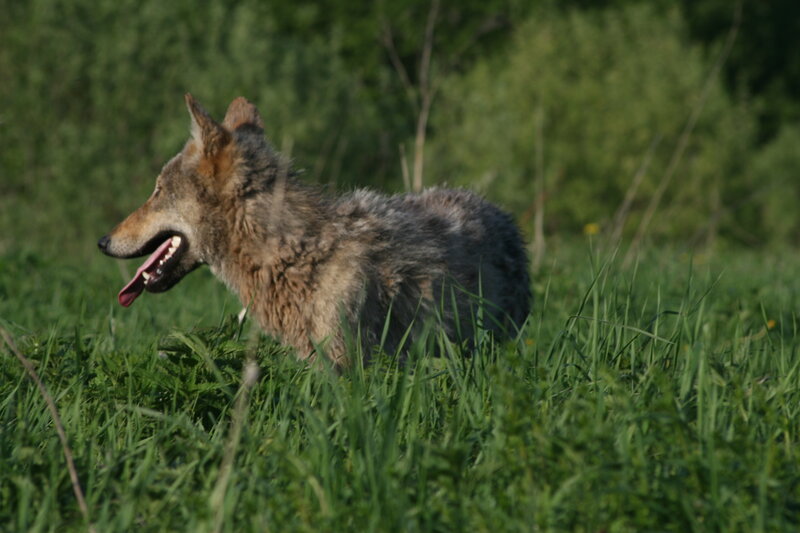 Wolf in Grass — Green