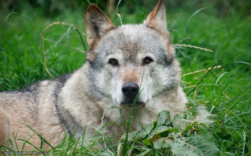 wolf in grass