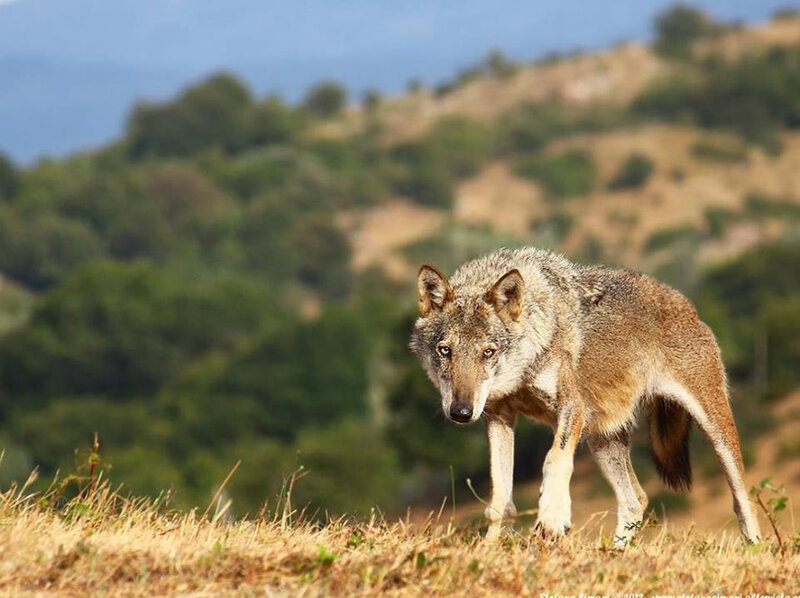 Wolf in Grassy Field — Brown, Alert