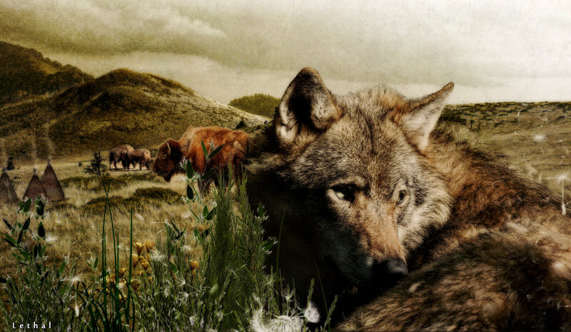 Wolf in Grassy Field — Brown, Dramatic