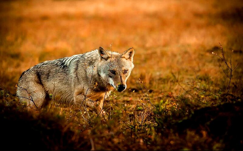 Wolf in Grassy Field — Brown
