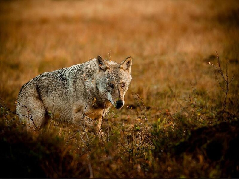 Wolf in Grassy Field