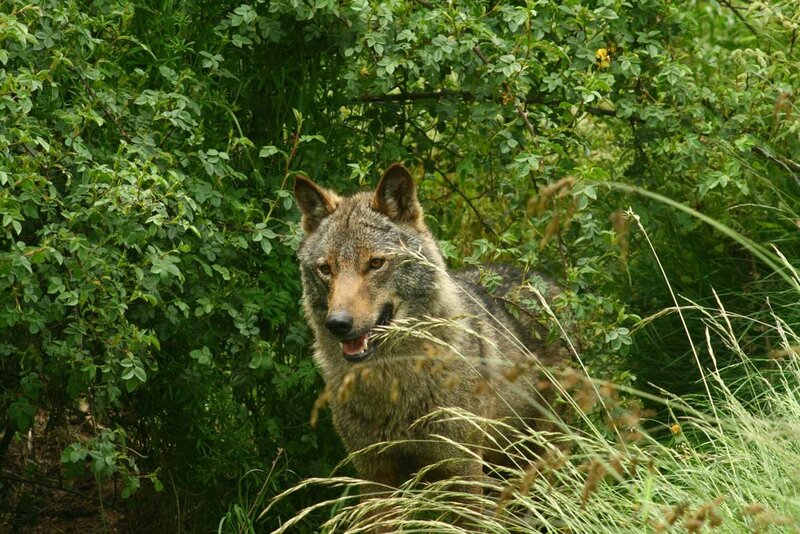 Wolf in Green Foliage