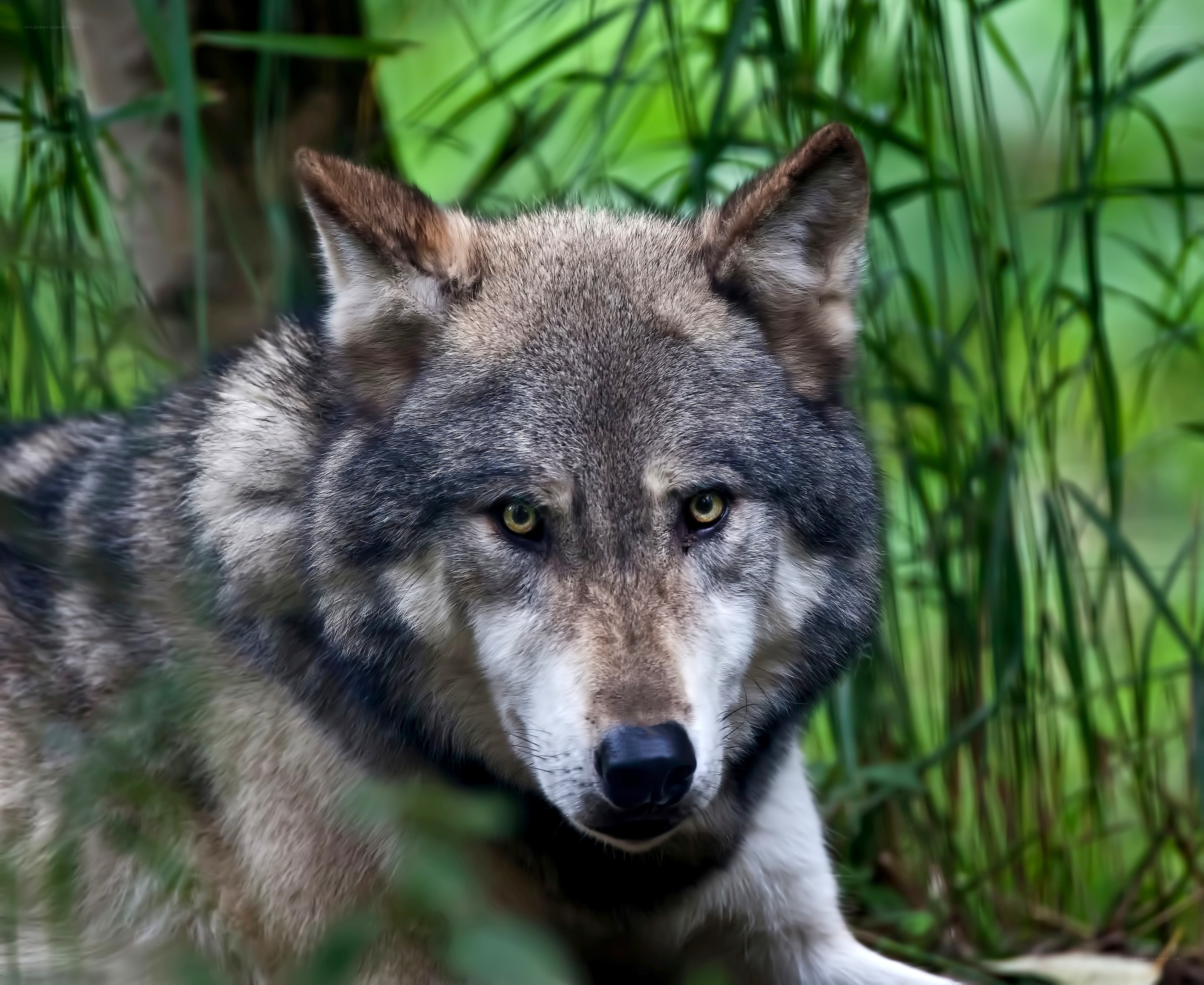 wolf in green grass