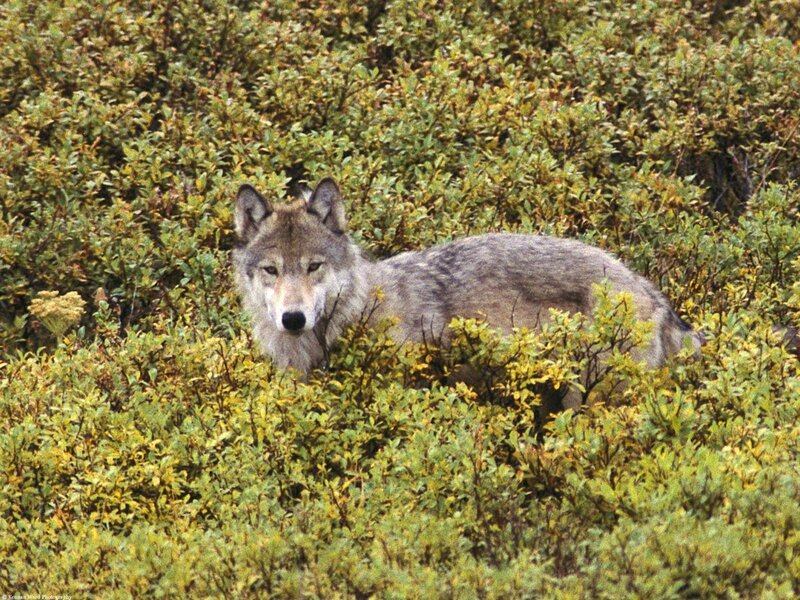 wolf in green shrubs
