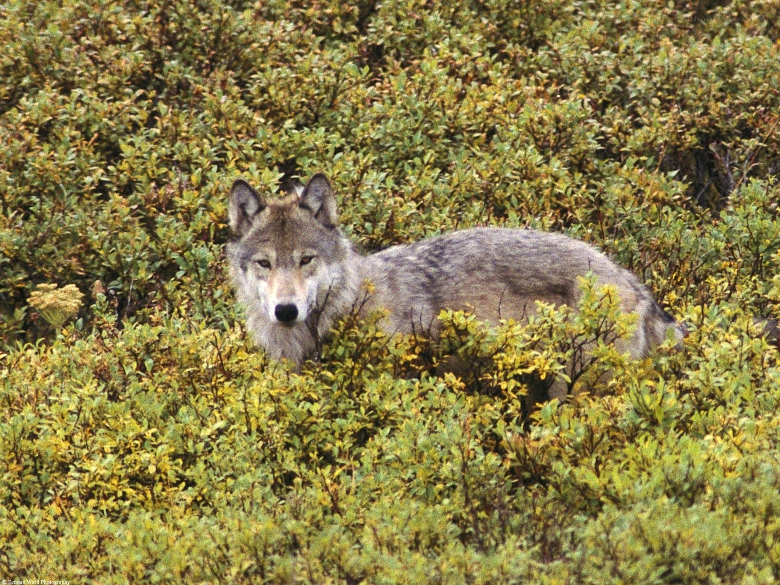 wolf in green shrubs