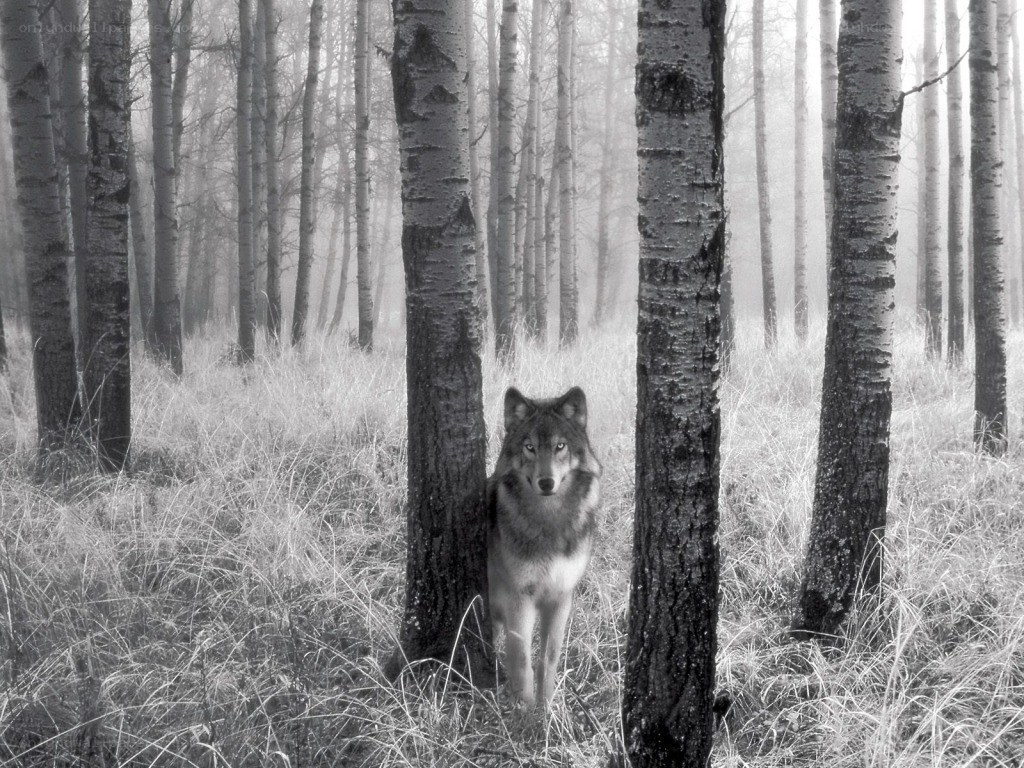 wolf in misty forest