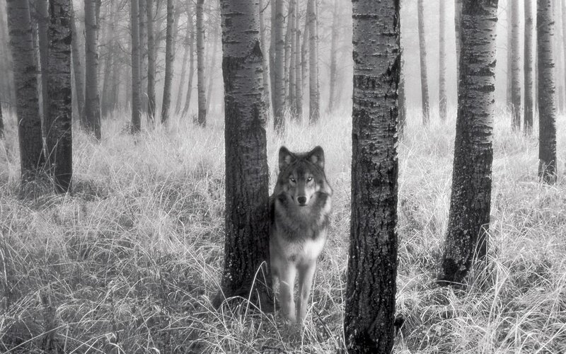 wolf in misty forest
