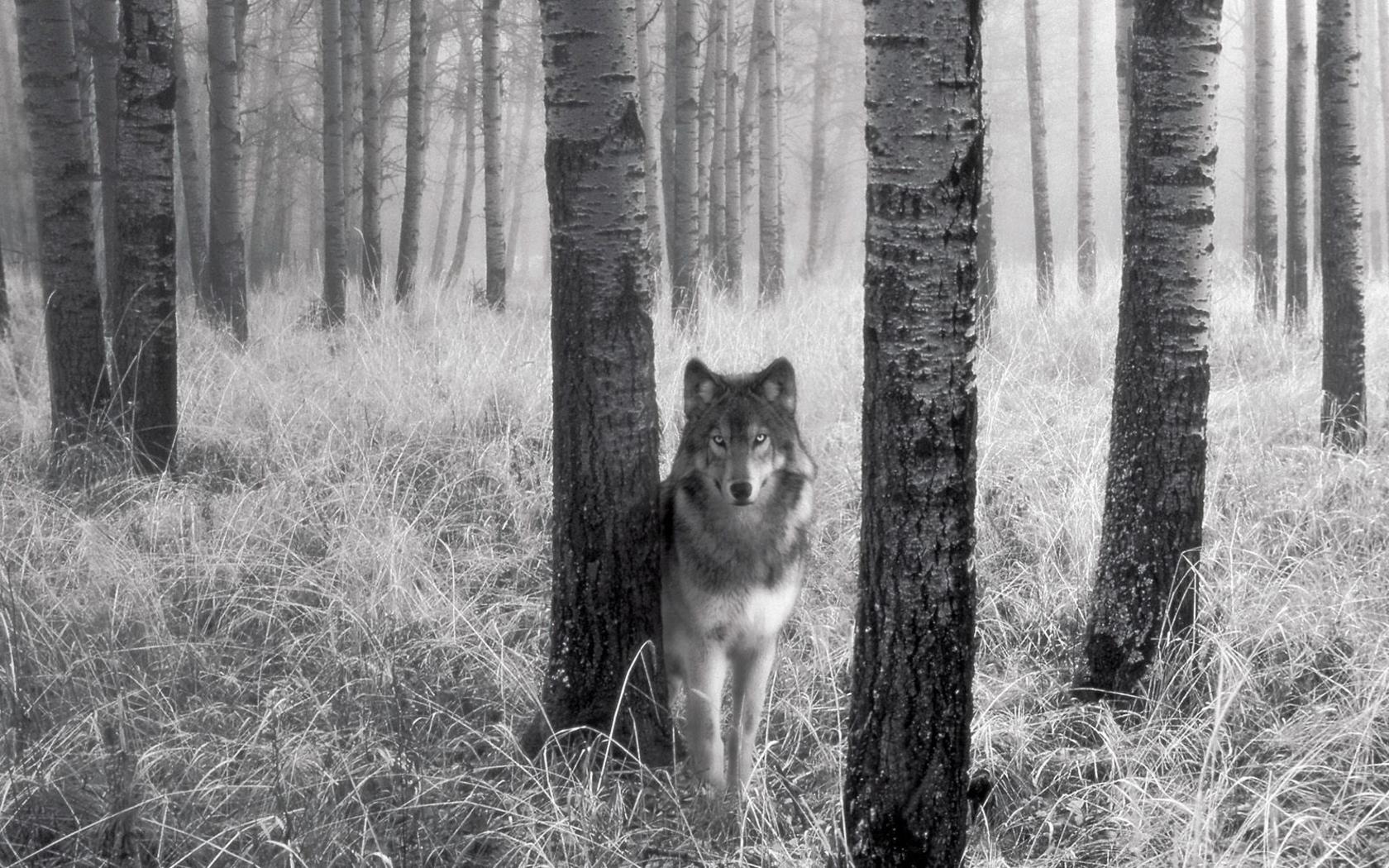 wolf in misty forest