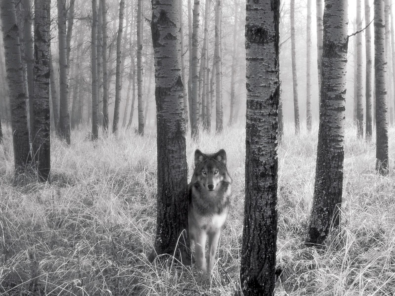 wolf in misty forest