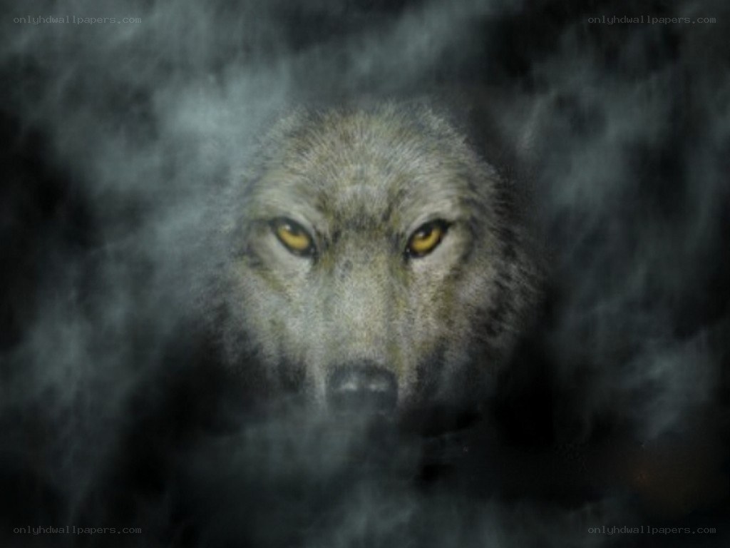 wolf in misty forest