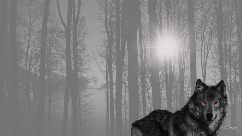 wolf in misty forest