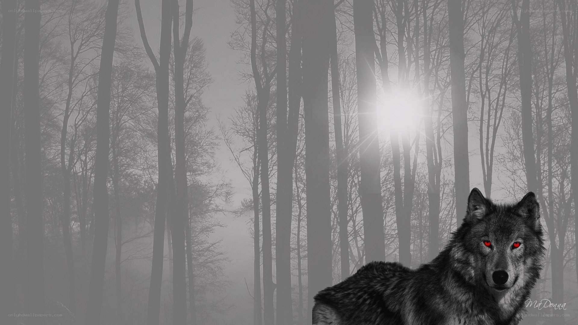 wolf in misty forest