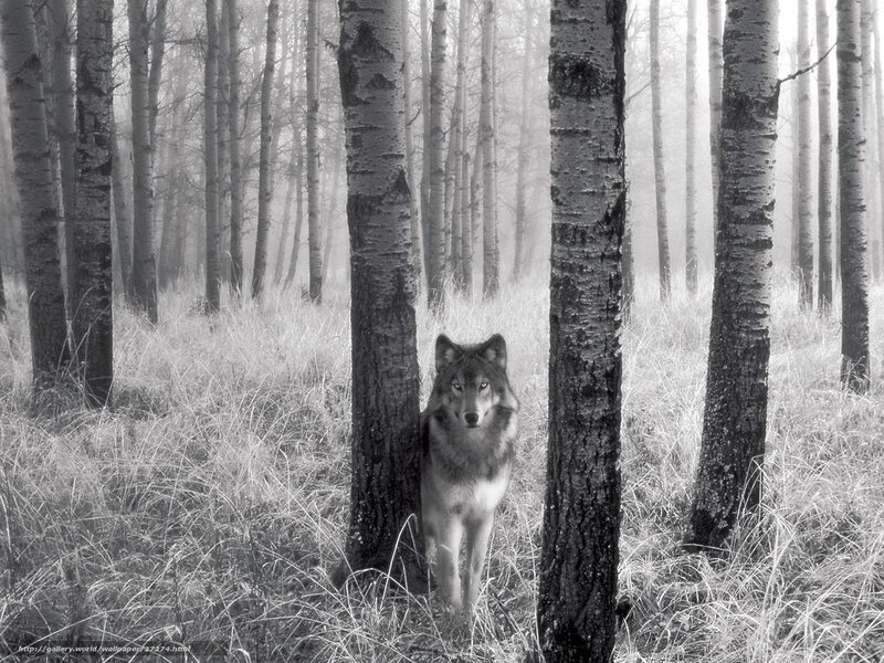 wolf in misty forest