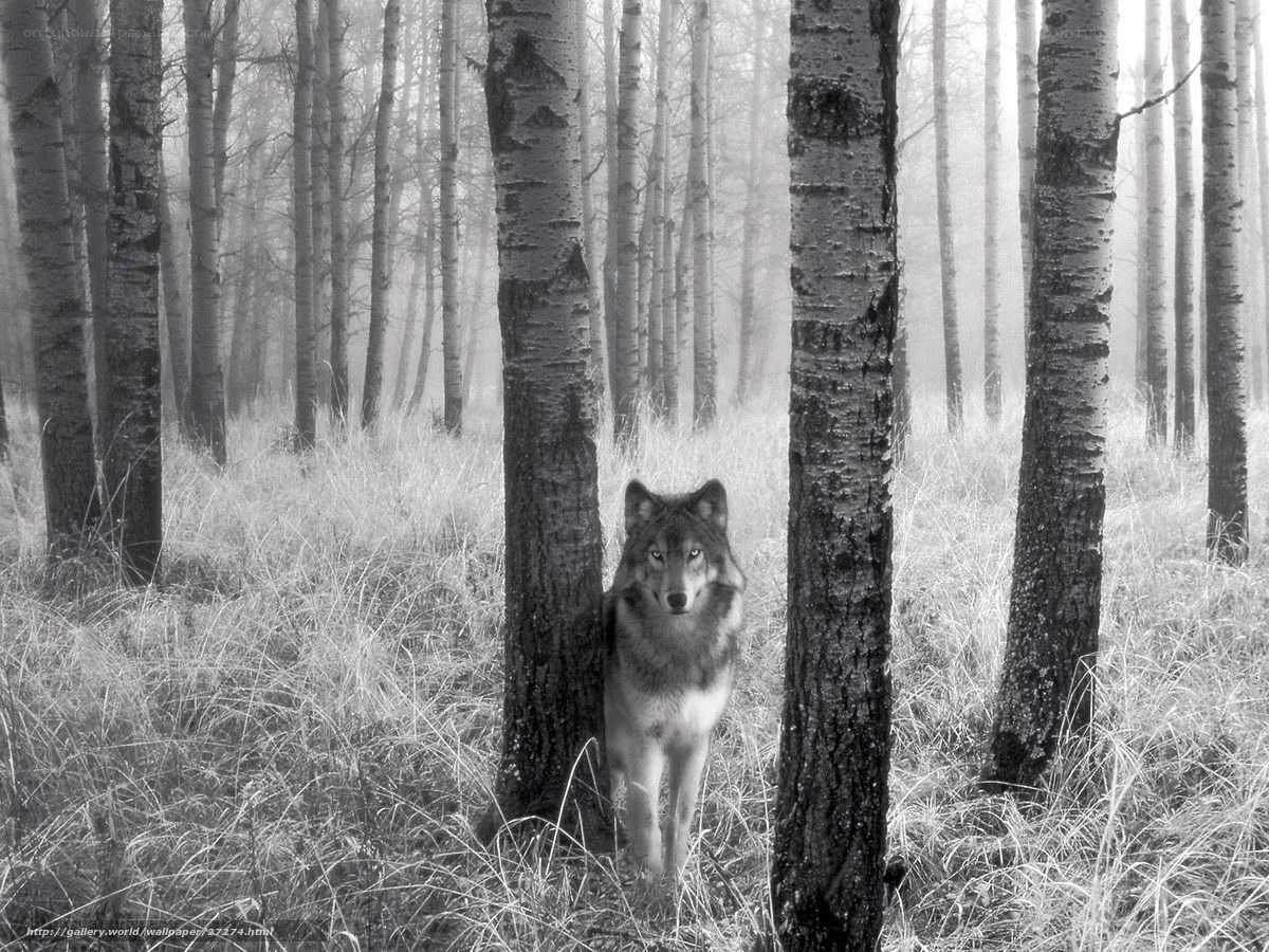 wolf in misty forest