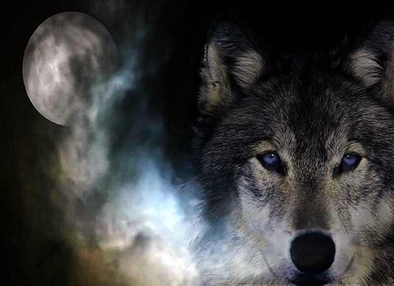Wolf in Moonlight — Black, Dramatic