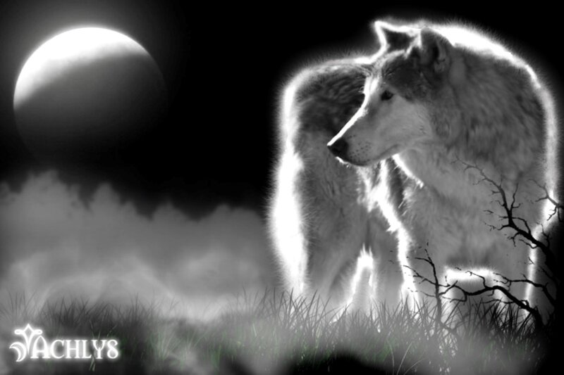 Wolf in Moonlight — Black