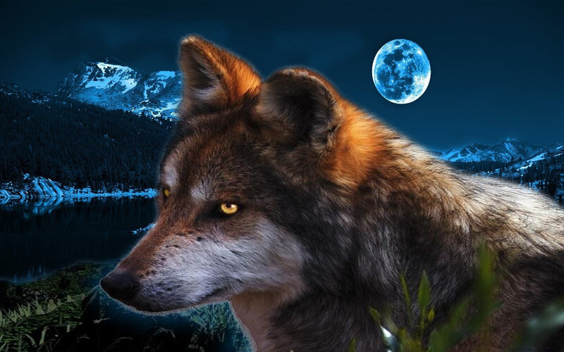 Wolf in Moonlight — Blue, Dramatic, Night