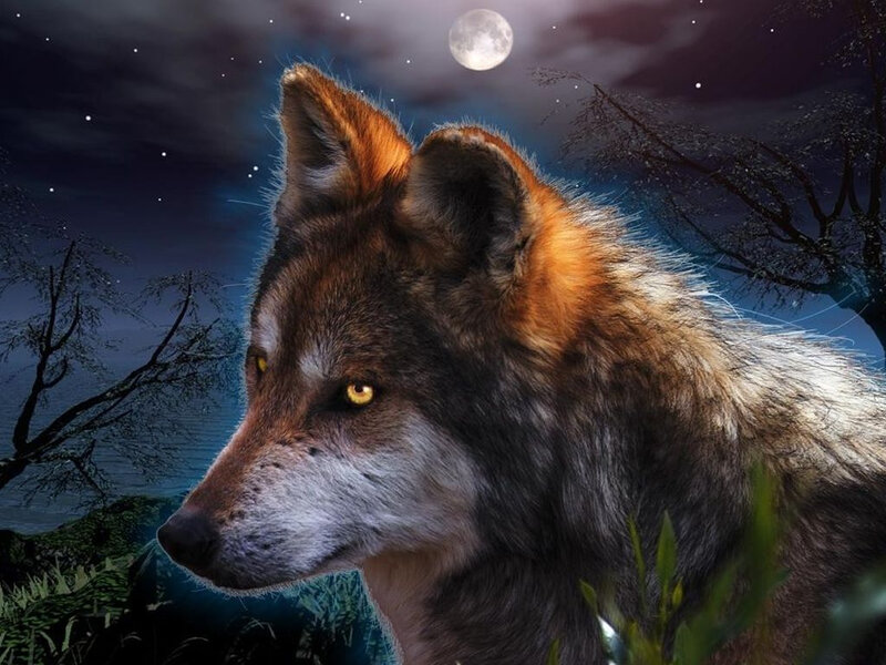 Wolf in Moonlight — Brown, Dramatic, Night