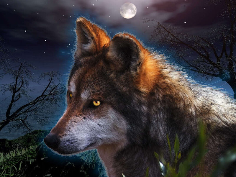 Wolf in Moonlight — Brown, Dramatic