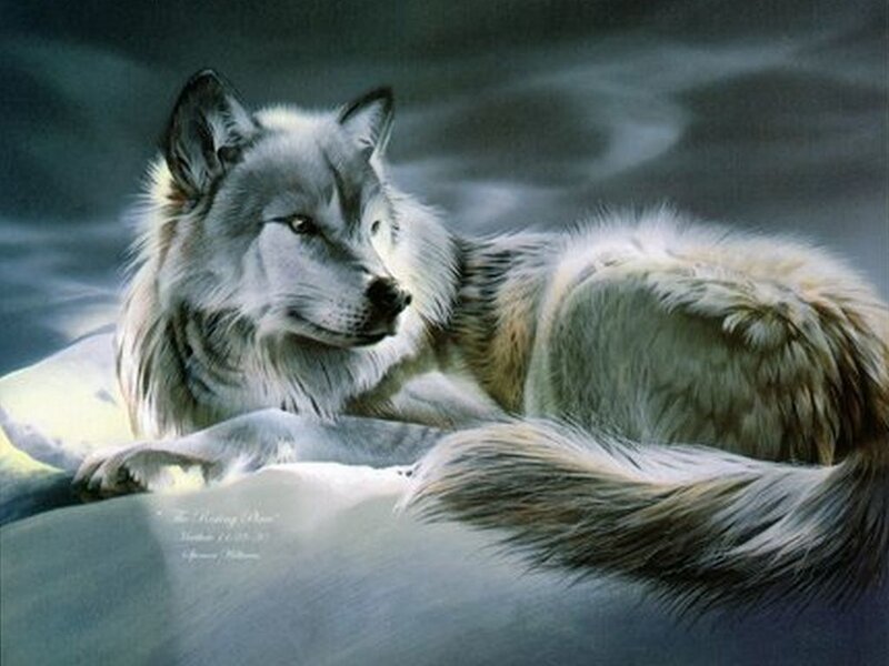 wolf in moonlight