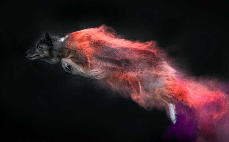 Wolf in Motion