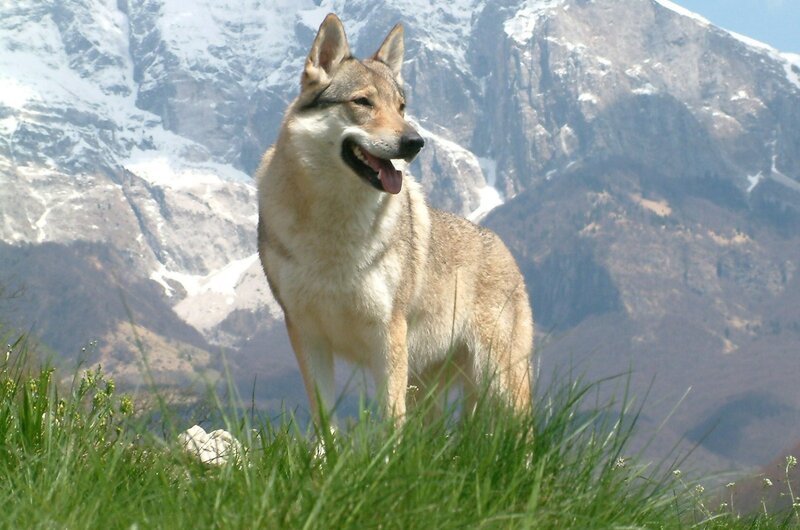 wolf in mountain landscape