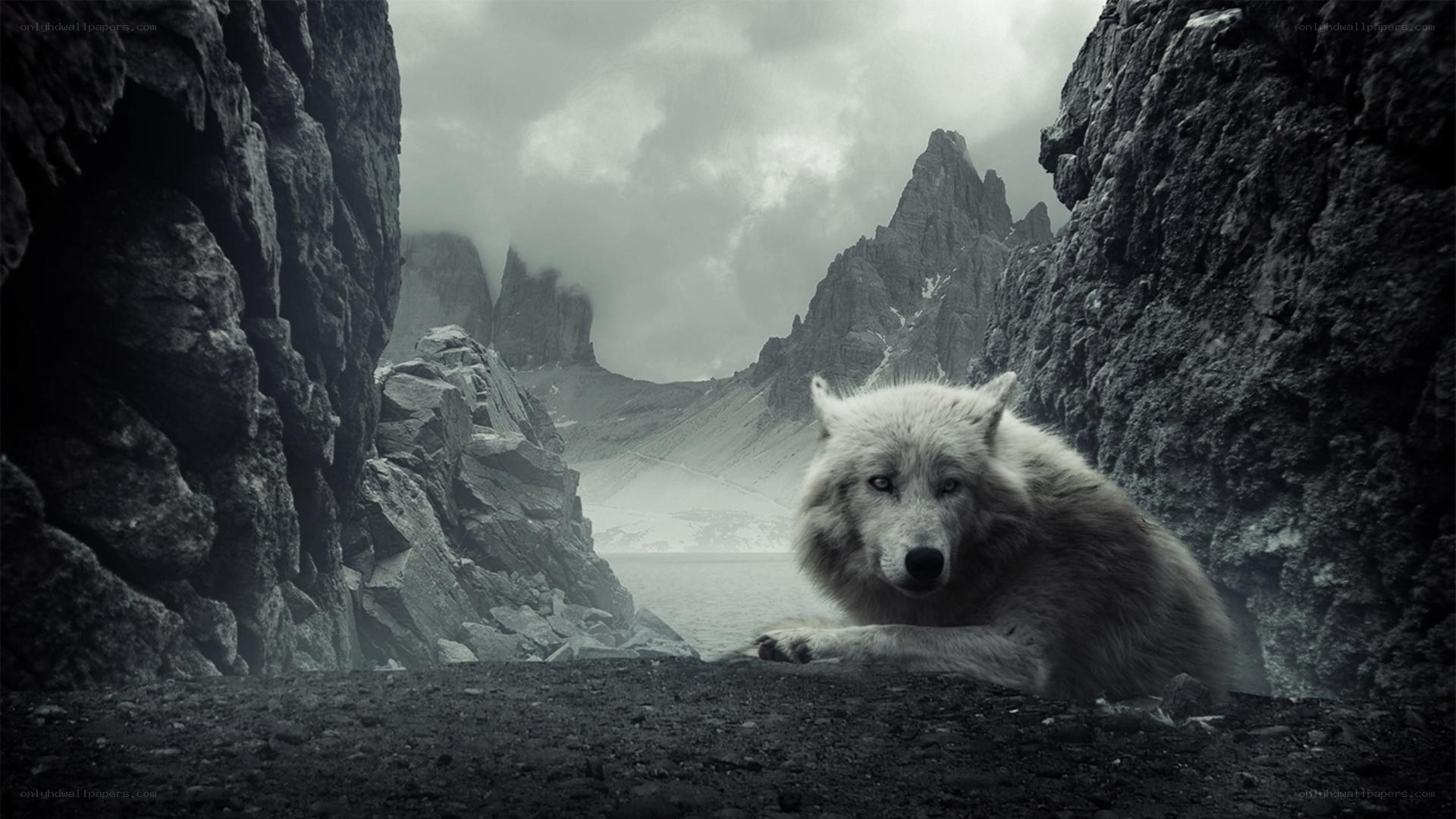 wolf in mountain pass