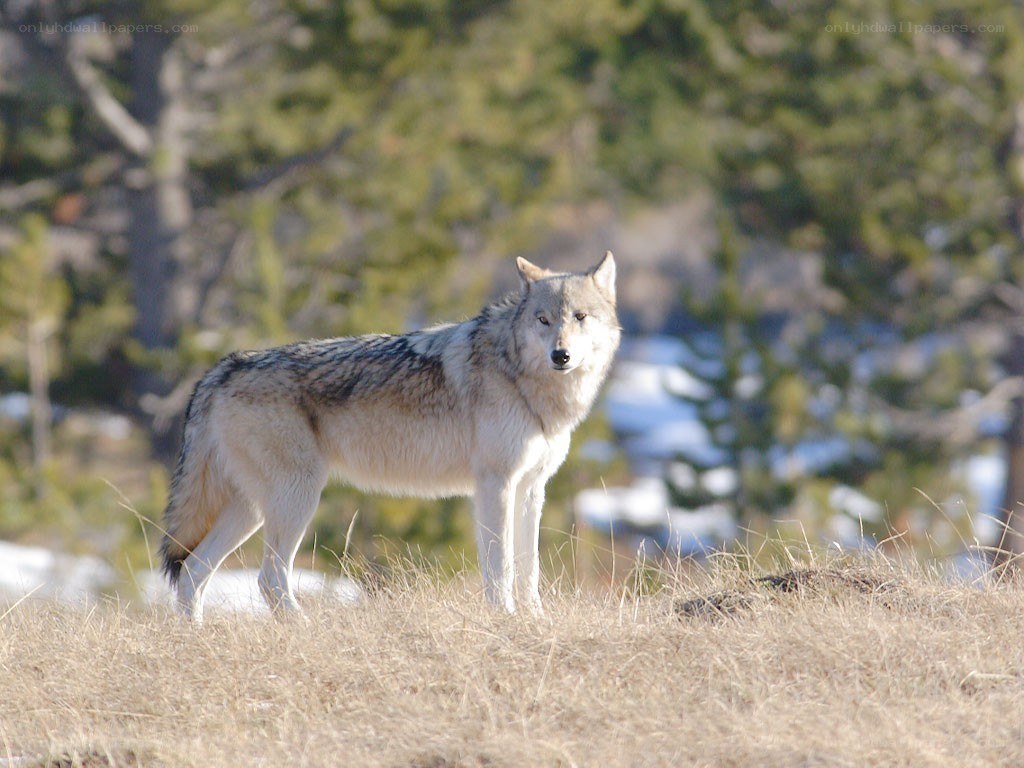wolf in natural habitat