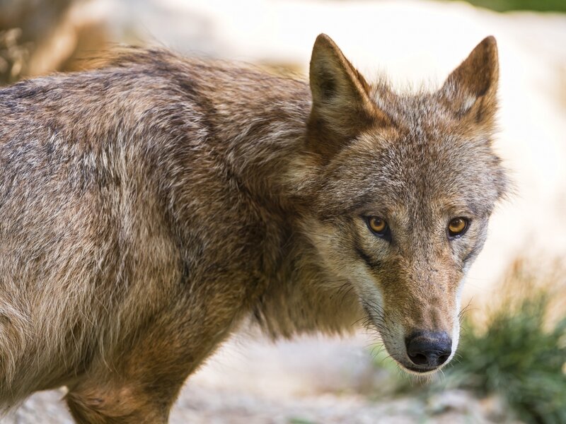 Wolf in Natural Setting — Brown