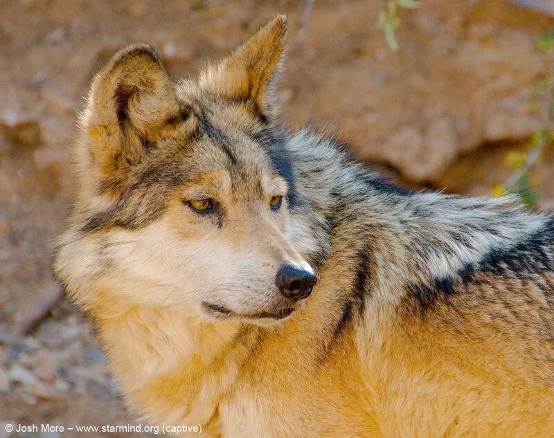 Wolf in Natural Setting