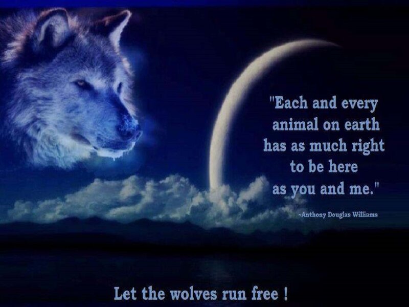 Wolf in Night Sky — Blue