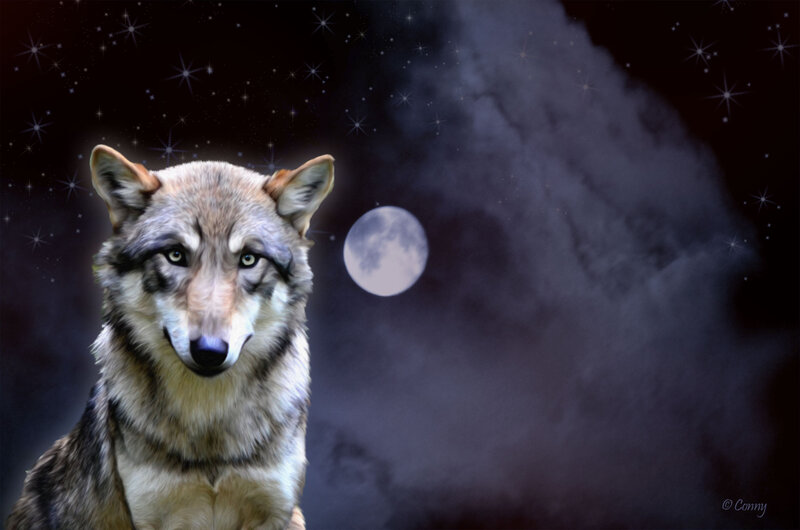 Wolf in Night Sky — Gray