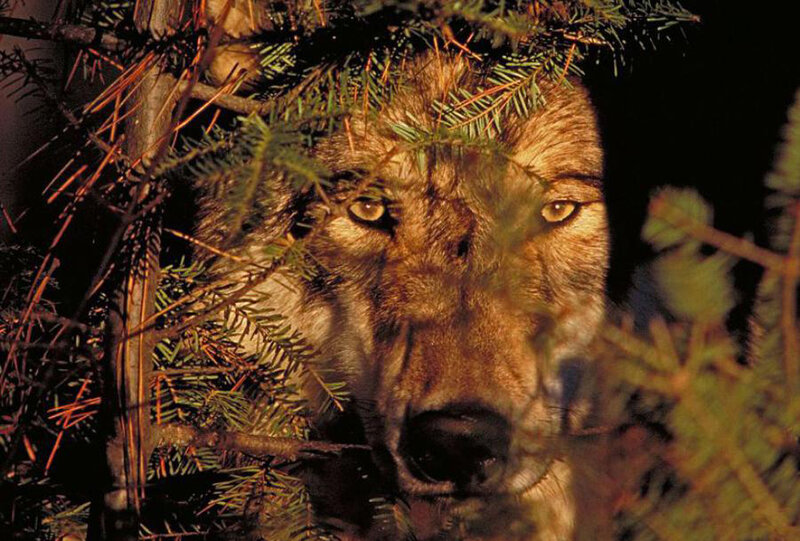 Wolf in Pine Branches — Brown