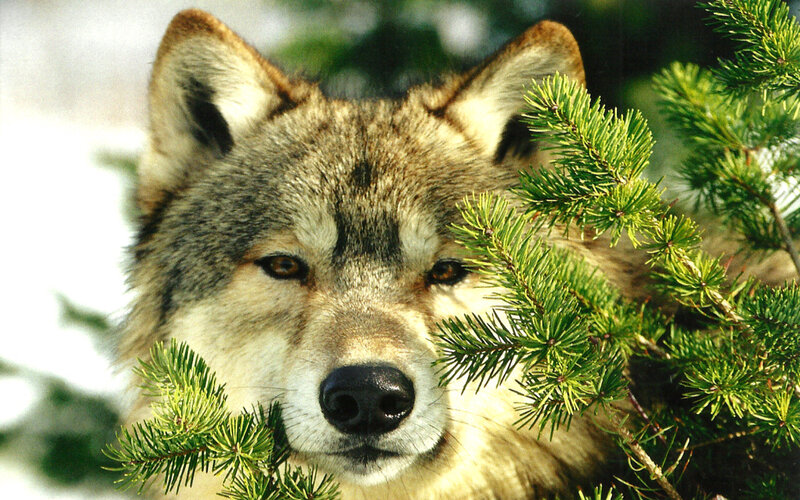 Wolf in Pine Branches