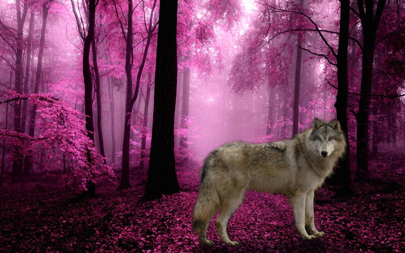 Wolf in Pink Forest