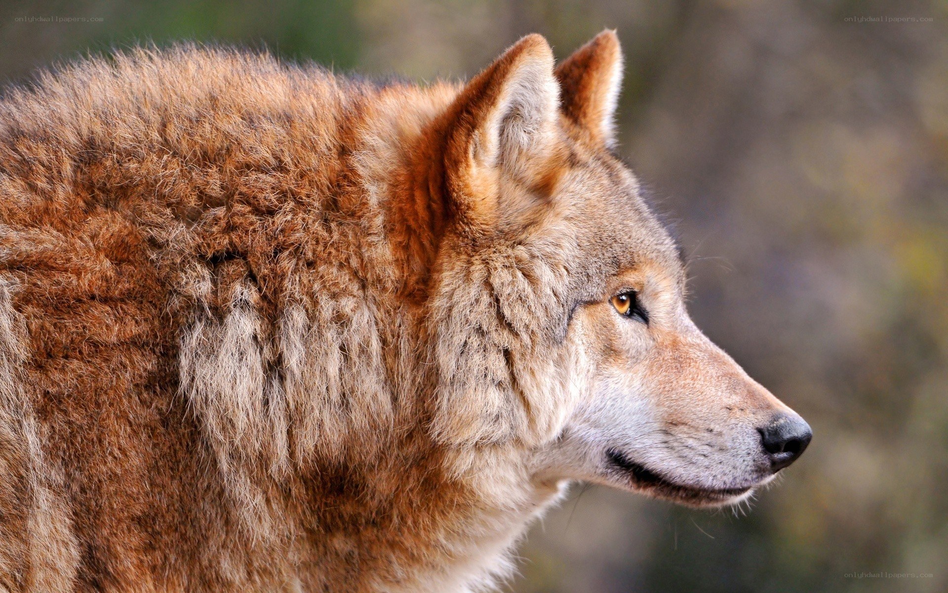 wolf in profile