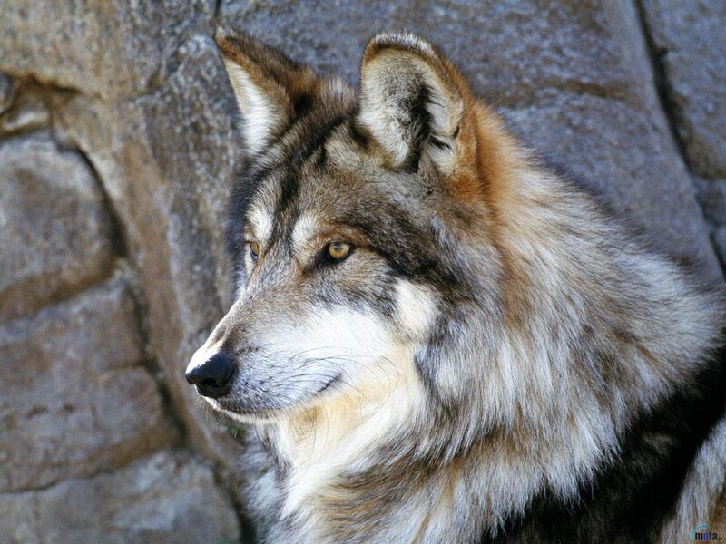 wolf in profile