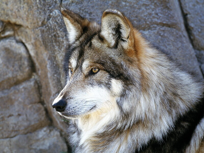 wolf in profile