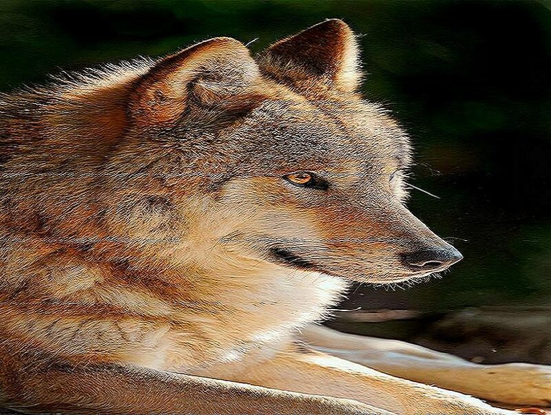 wolf in profile