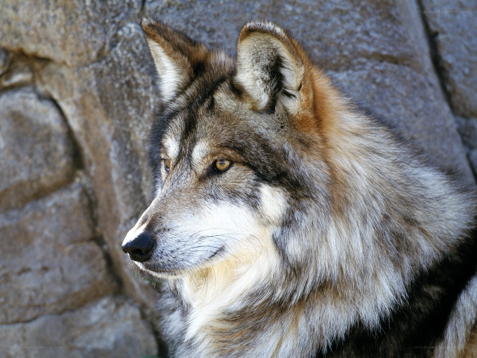wolf in profile